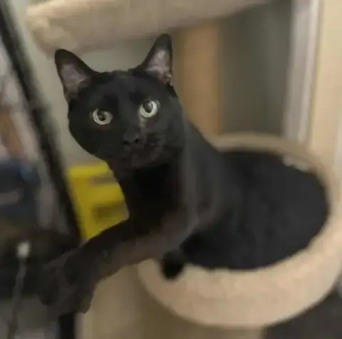 Kitty Softpaws
