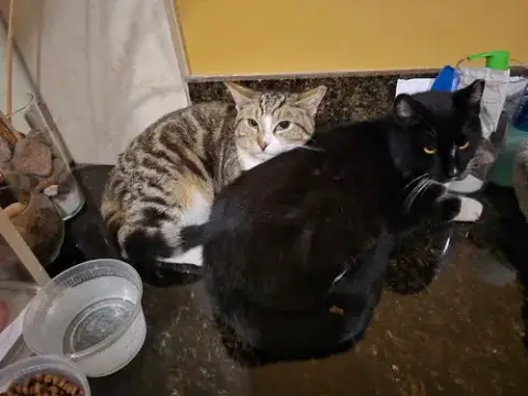 Pepper & Angel photo 2