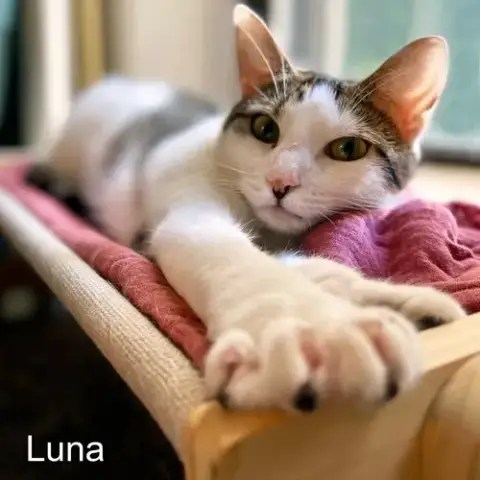 Josie & Luna photo 2