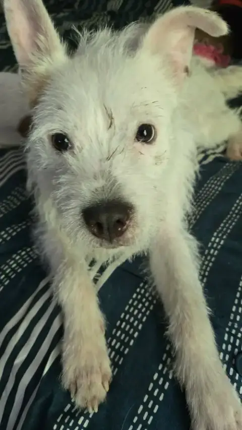 Shaggy photo 3
