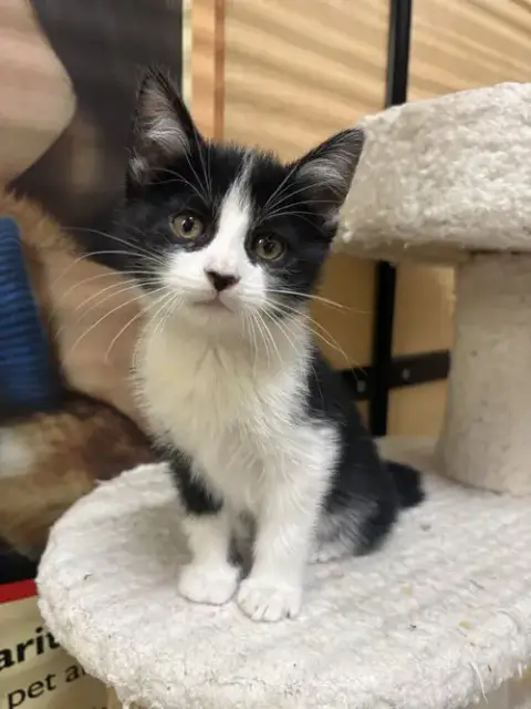 Spot