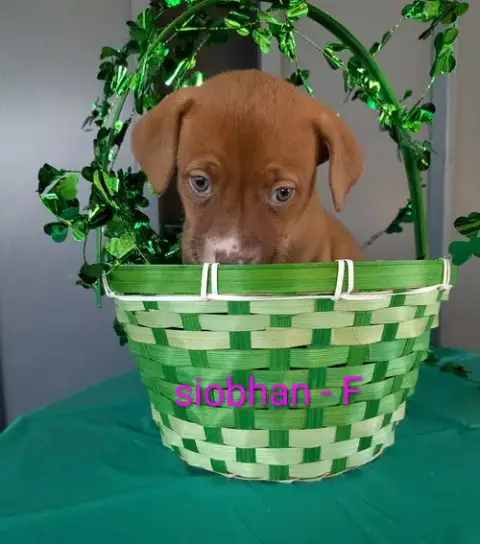 Siobhan photo 2