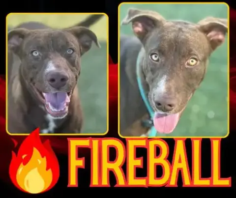 Fireball