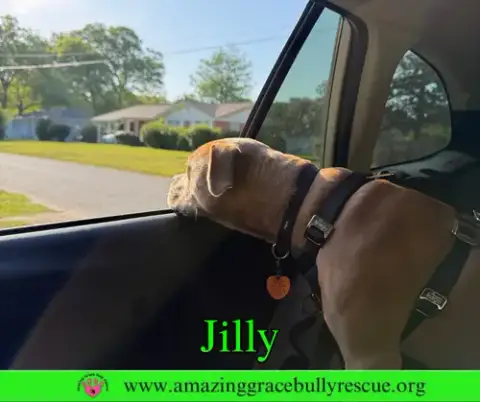 Jilly photo 4
