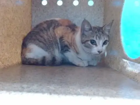 Amy