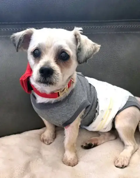 Shih Tzu Ace