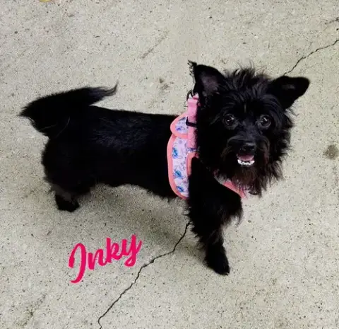 Inky #Snaggletoothed-Sweetie