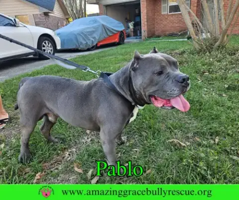 Pablo photo 3