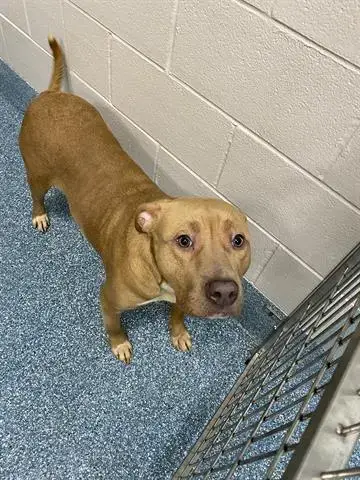 Rosie