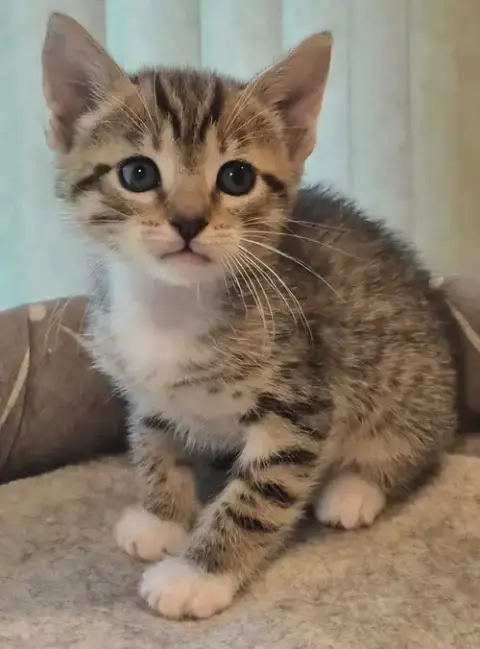 Cinnamon