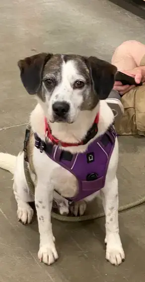 Archie