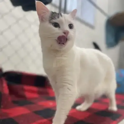 Angel
