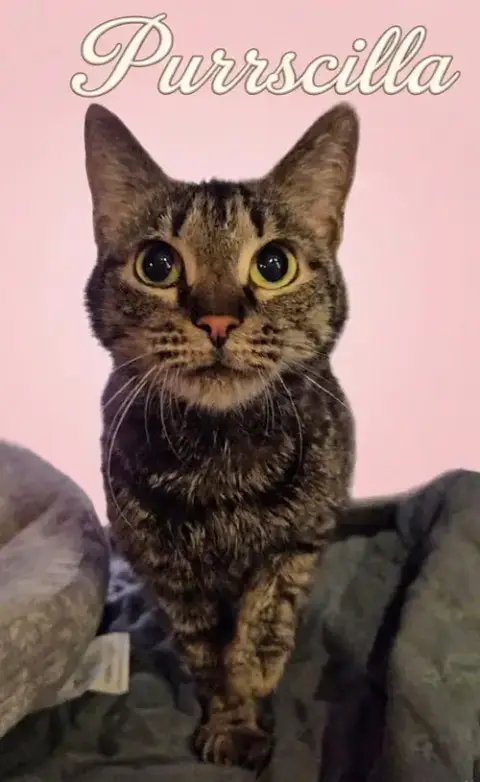 Purrscilla