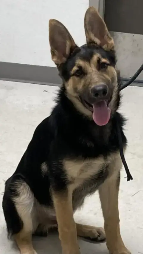 Kai