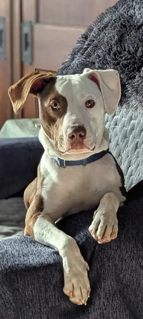 Roo