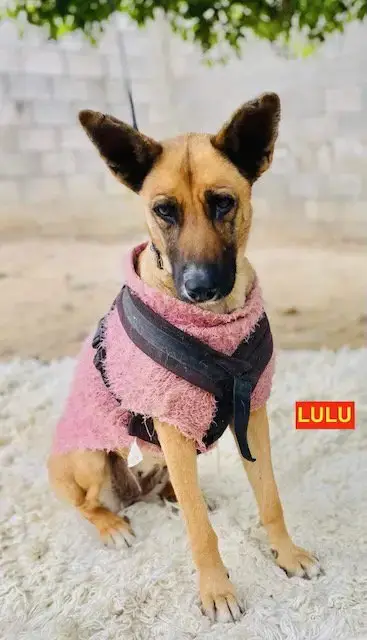 Lulu photo 2