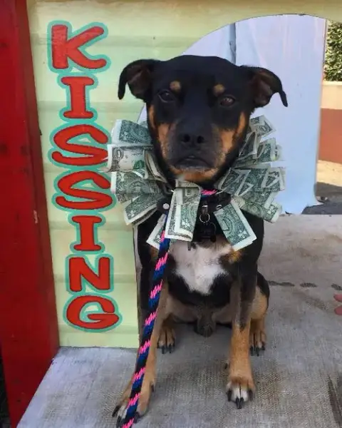 Roscoe photo 2