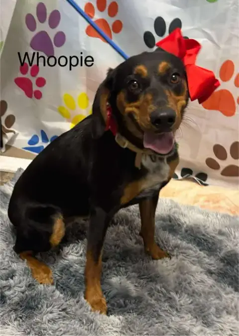 Whoopie