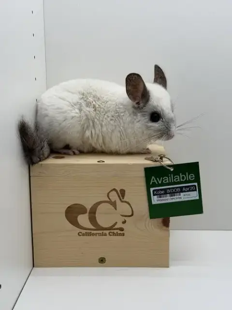 Kobe