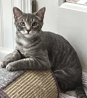 Kitten Max photo 3