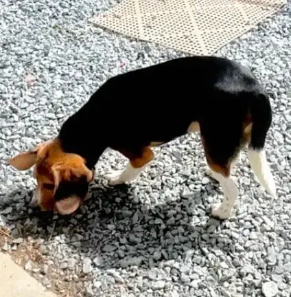 Ranger Beagle photo 4