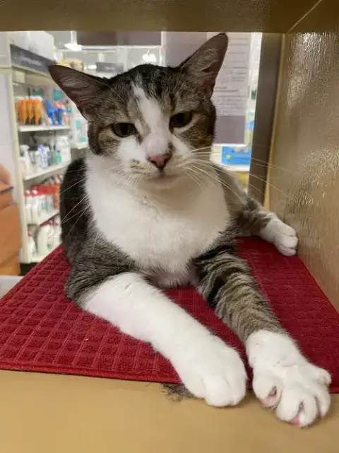 Stubby