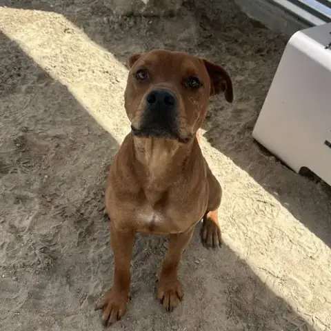 Scooby
