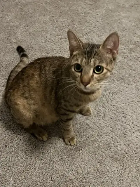 Lyra