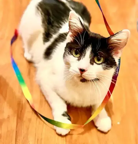 Priscilla