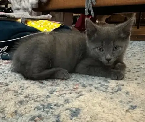 Lavender'S Ash Kitten