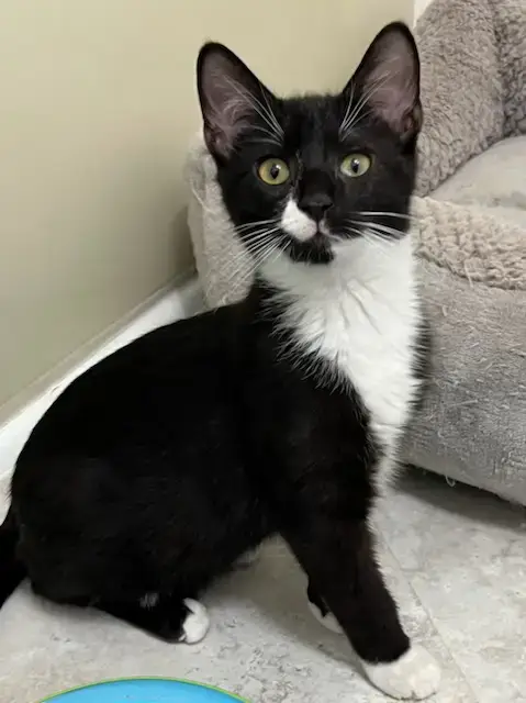 Kitten Zane