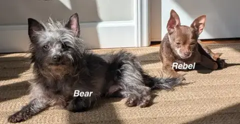 Bear