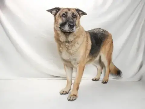 *Dozer