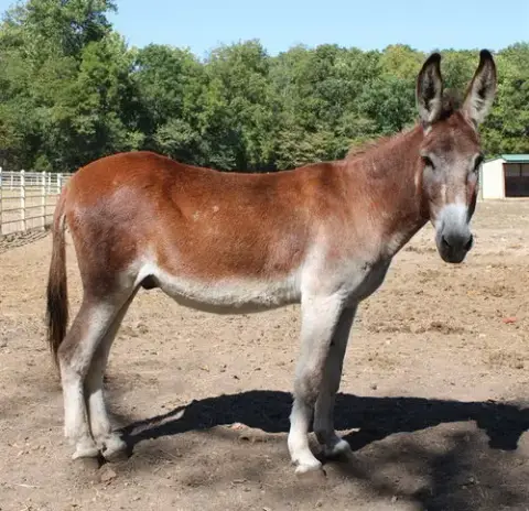 Caesar