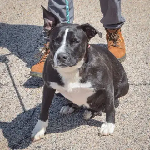 Molly photo 4