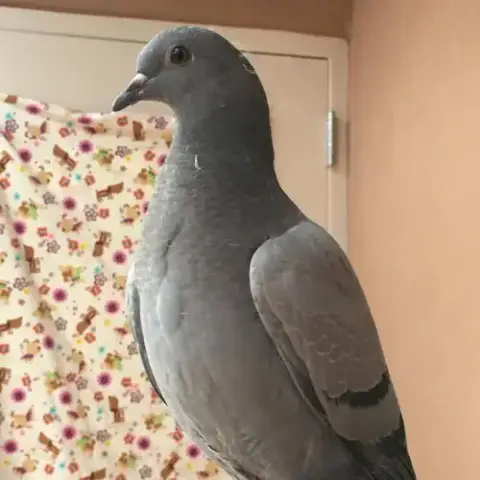 Kora 004