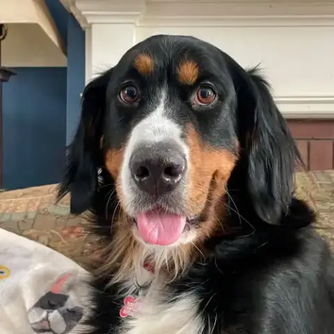 Trixie