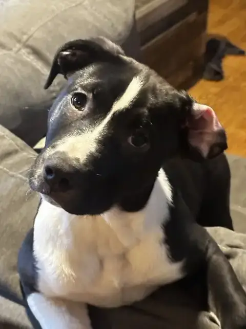 Puppy Pebbles