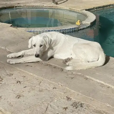 Jessie