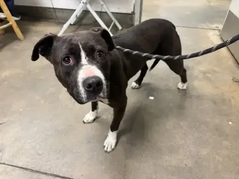 Bella