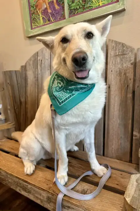 Barkus photo 3