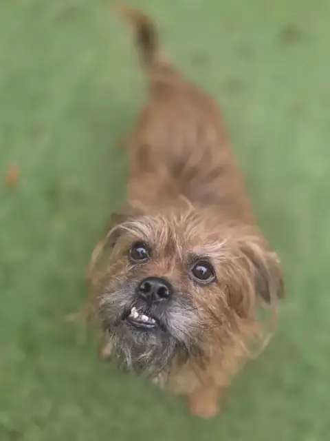 Just Joey