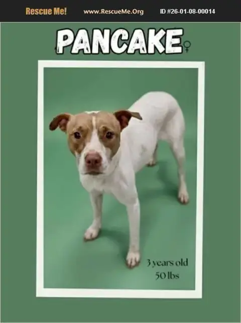 Pancake photo 2
