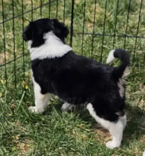 Puppy Waffles photo 4