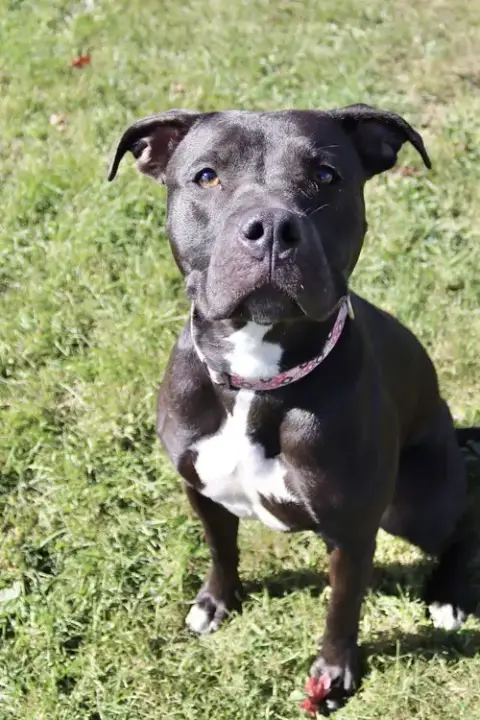 Sasha photo 2