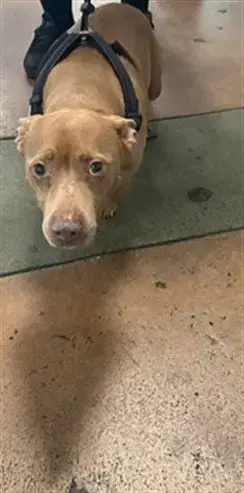 Roxy