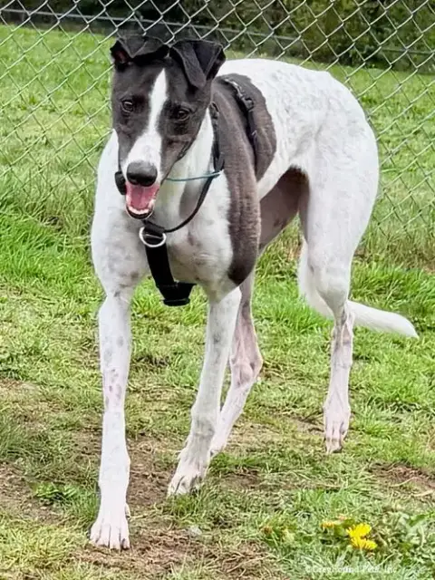 Bridie photo 3