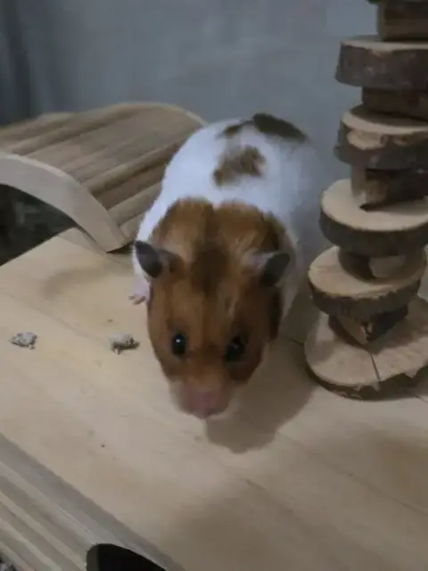 Sophie photo 2