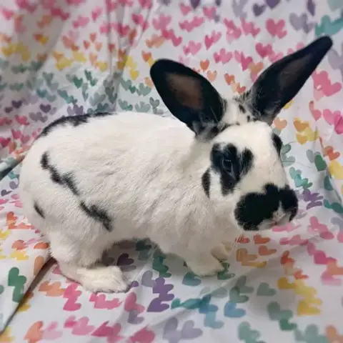 Donkey