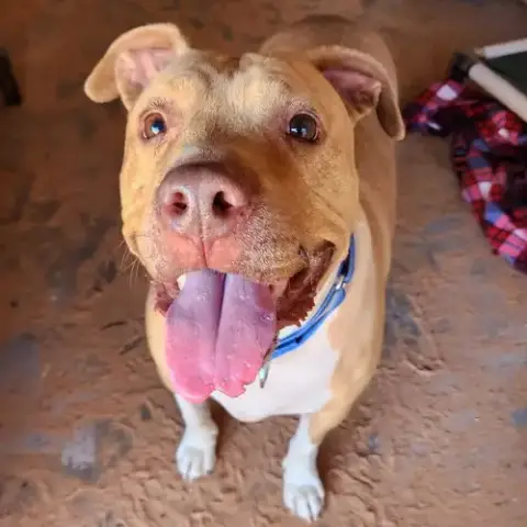 Rico